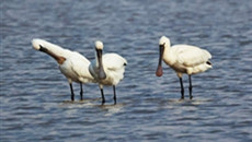 Black-faced spoonbills winter in Zhoushan