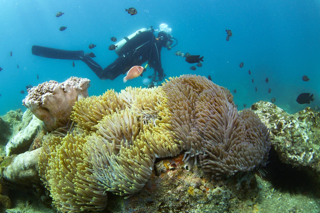 Action plan aims to amp up biodiversity conservation