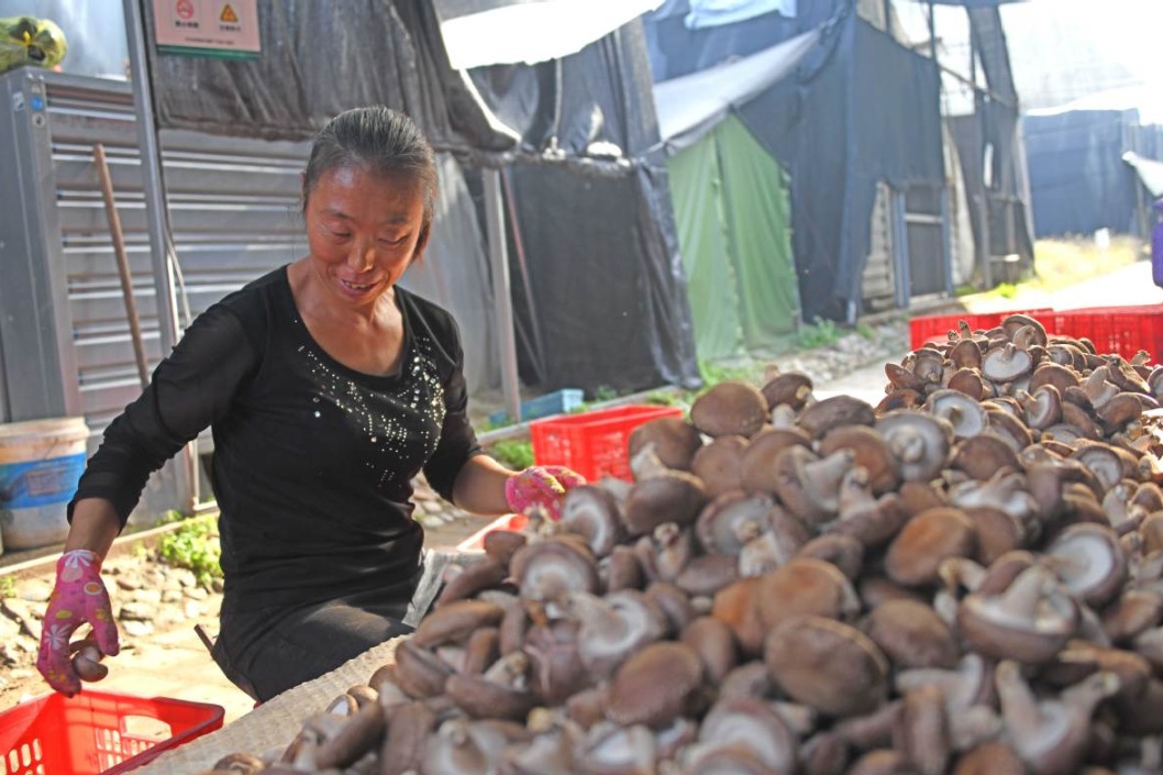 Fuping prospering with herb, fungus plantation