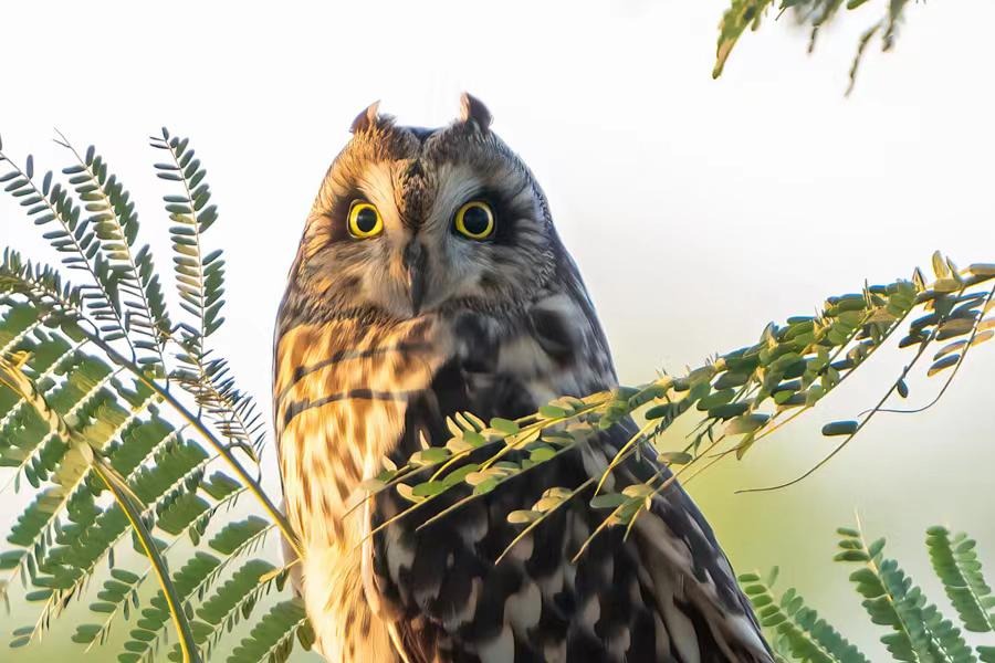 Birdwatchers flock to photograph rare short-eared owl appearance in Xiamen