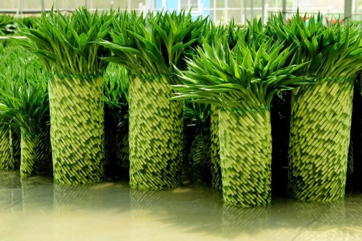 Explore rare and exotic flowers from Mazhang