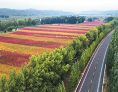 Shanxi exports quinoa flour to France
