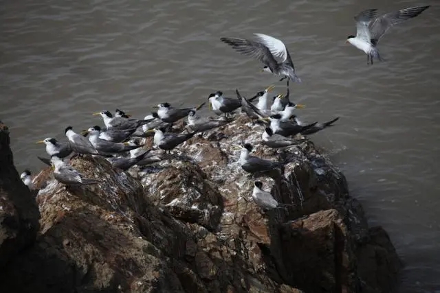 Wuzhishan Islands: A haven for terrestrial wildlife