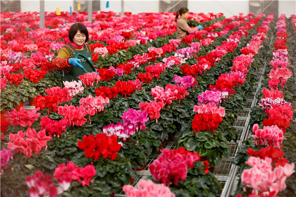 Flower farms enable rural vitalization in Qingdao