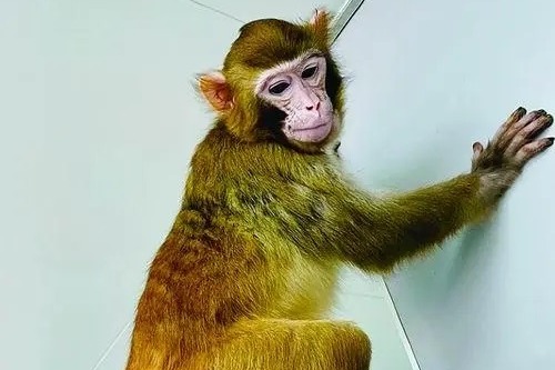 Researchers raise cloned rhesus monkey to adulthood
