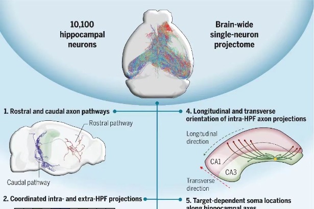 Chinese scientists map out hippocampal neurons in mouse brain