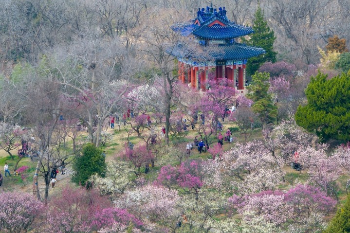 Fragrant plum blossoms dazzle visitors in Nanjing