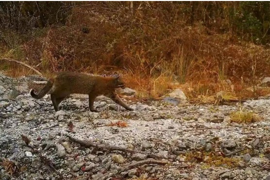 Images capture wild cat at highest elevation to date