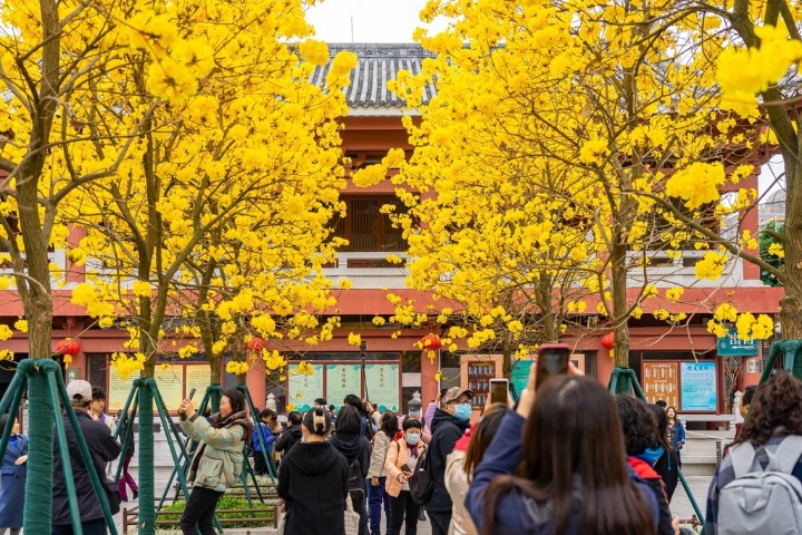 Ancient temple embraces captivating floral scenery