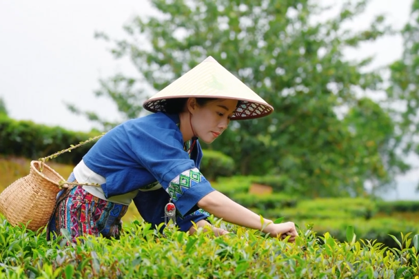 NPC deputy proposes to establish Liubao Tea park