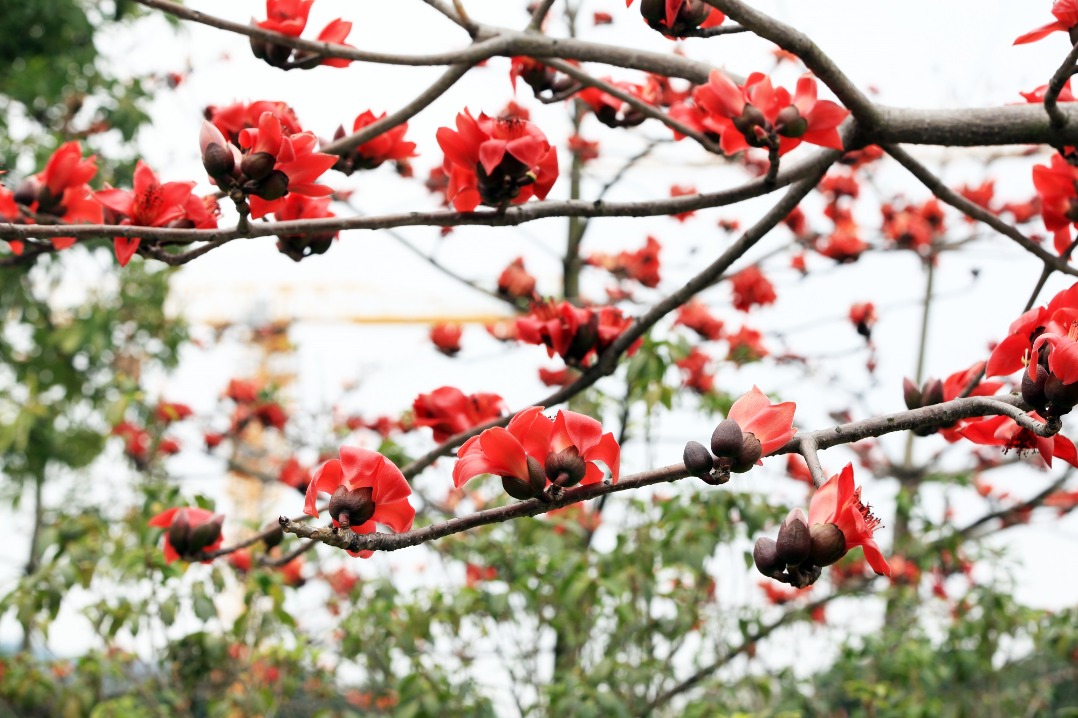 Flowers blossom in Guangzhou