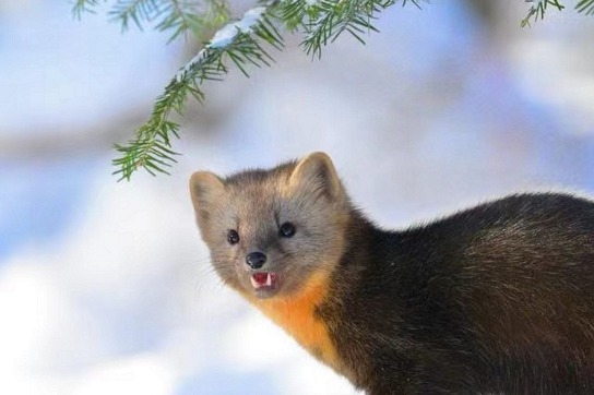 Rare wild sables spotted in Jilin