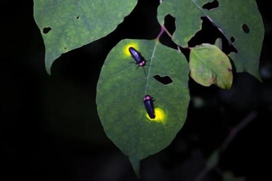 Chinese researchers uncover secrets behind adult fireflies' light organs
