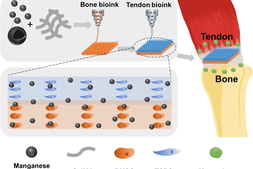 Chinese scientists develop new treatment for tendon-bone injuries