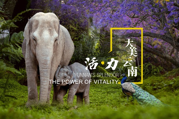 Yunnan's splendor: The power of vitality