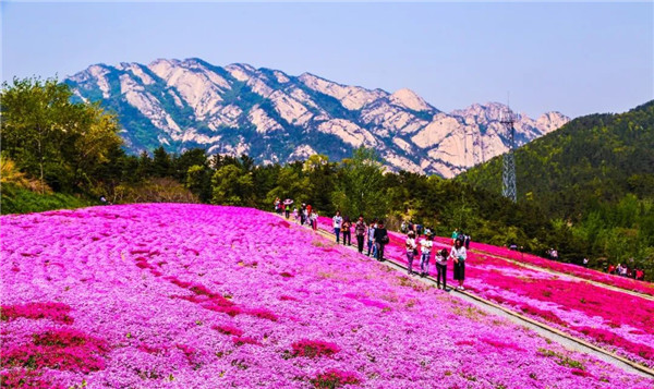 Spring blossoms add cheer to Yantai