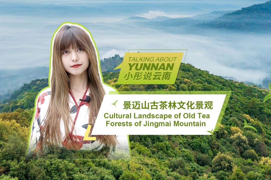 Talking about Yunnan: Cultural landscape of old tea forests of Jingmai Mountain
