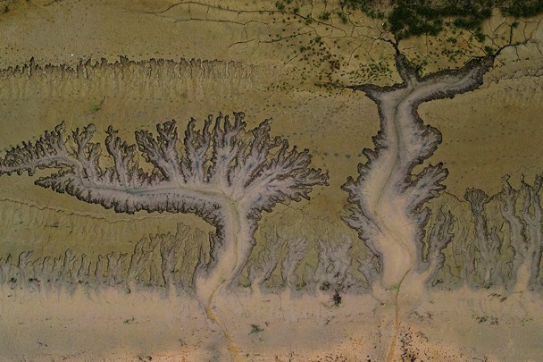 Tree-shaped image on Yellow River beach
