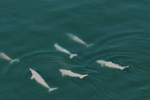 Chinese white dolphins swim in Leizhou Bay