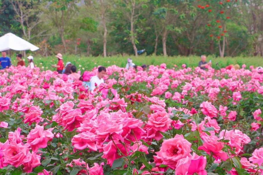 Sanya celebrates rose culture with five-day festival