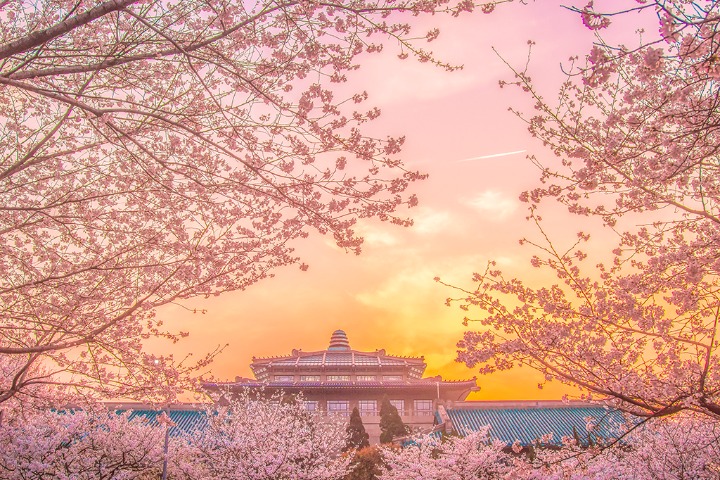 Cherry blossoms in full bloom at Wuhan University