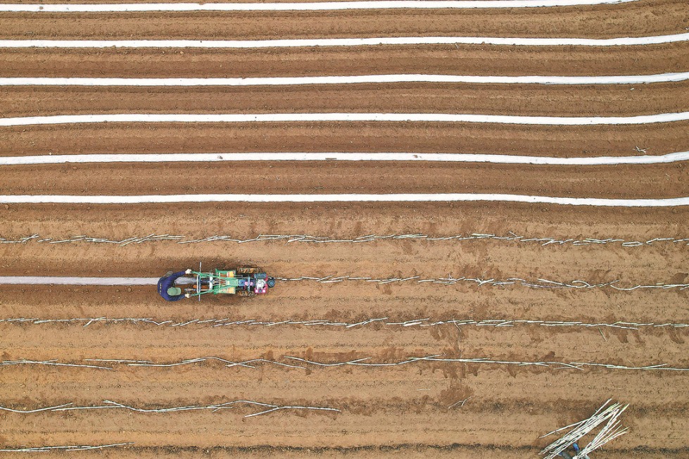 Technology improves sugarcane production