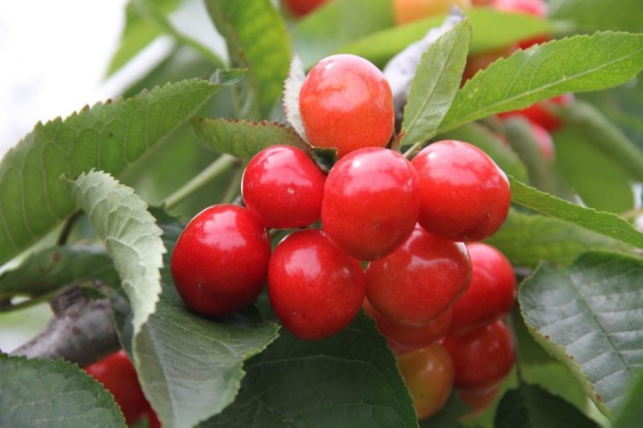 Green models powering up specialty farms