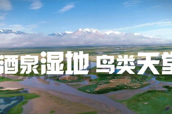 Jiuquan wetlands: A bird paradise