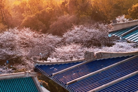 Cherry blossoms burst into bloom at Wuhan University