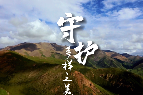 Capturing the diversity of Jiuquan's wildlife: A call for conservation