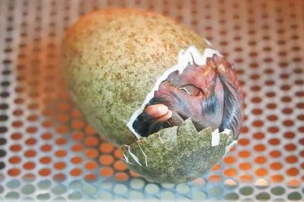 Two rare crested ibises born in NW China