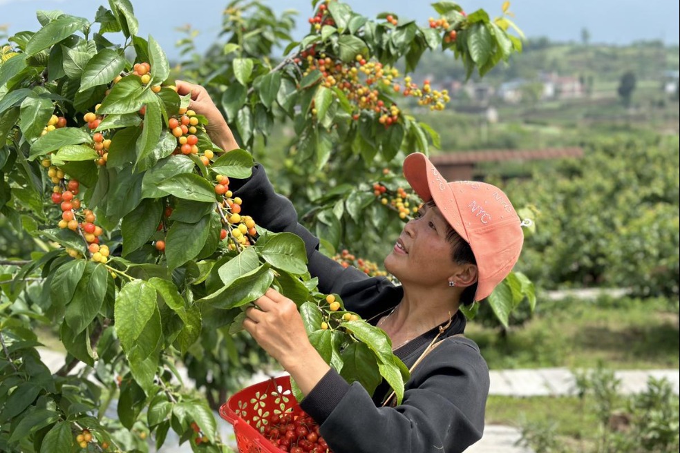 Cherry-picking festival delights visitors in cloud-covered mountains
