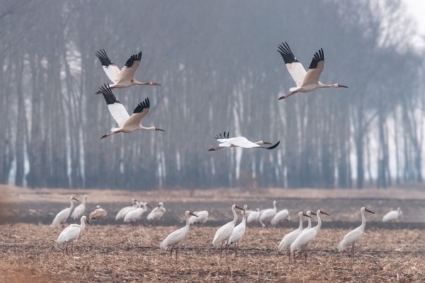 Spectacular arrival of migrating cranes in Daqing, Heilongjiang