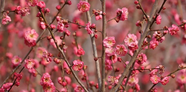 梅花-山西新闻网运城频道_副本.jpg
