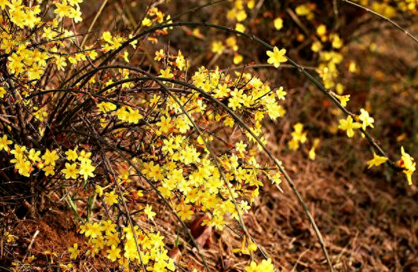 迎春花-太原市文化和旅游局_副本.png
