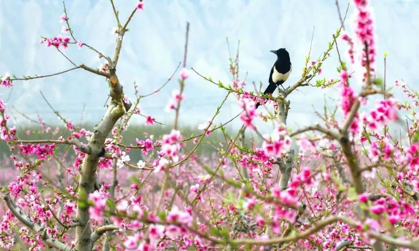 桃花-山西日报_副本.jpg