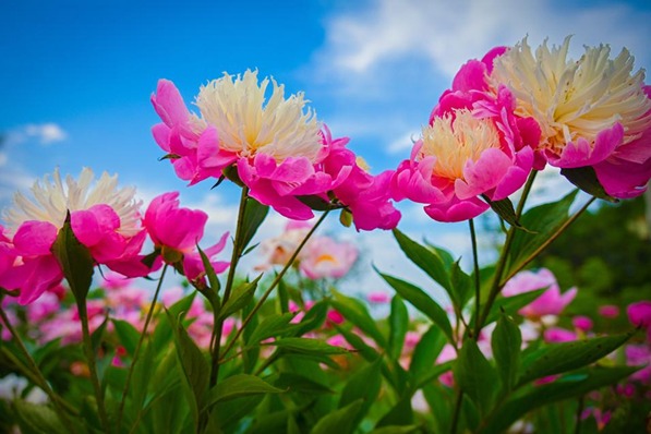 Guide to spring flower viewing in Shanxi