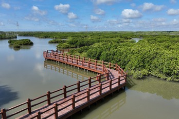 Mangrove protection spurs ecological improvements