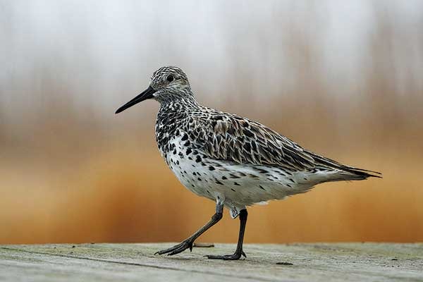 The flight to recovery