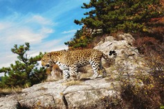 Shanxi unveils scientific research base for North China leopard