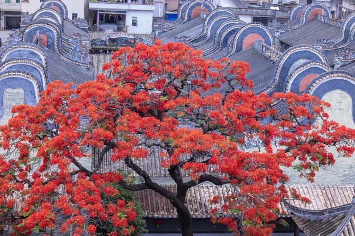 Phoenix flowers bloom at the Ancestral Hall of Family Zhou in Guangzhou