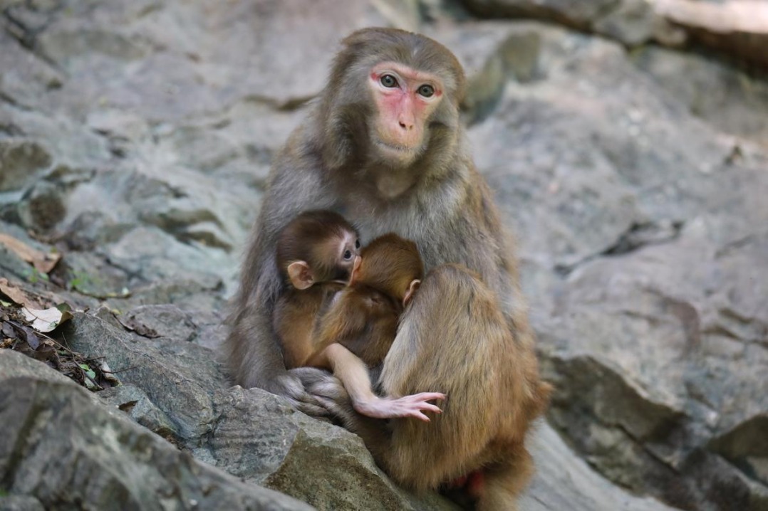 Adorable macaque twins surprise wildlife enthusiasts