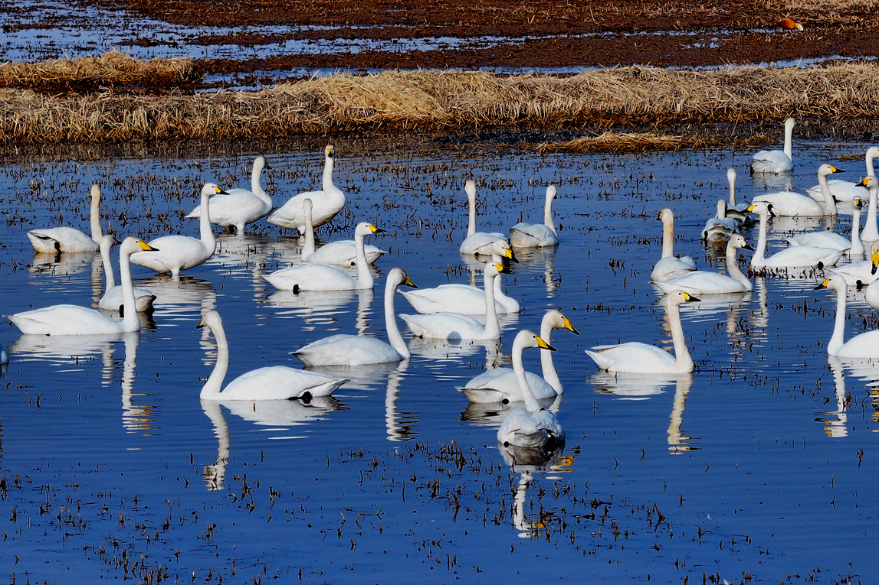 As Ningxia warms, wildlife abounds