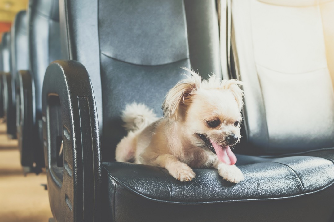 Survey seeks views on allowing pets to travel on high-speed trains