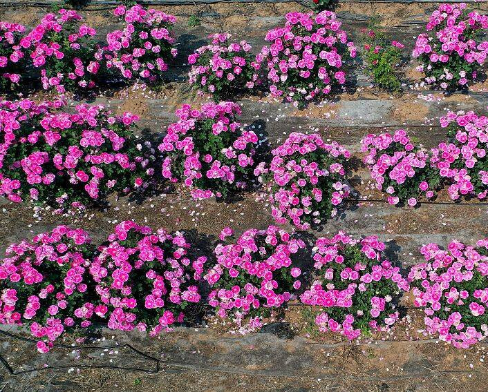 Blooming roses lead rural town in Qingdao toward prosperity
