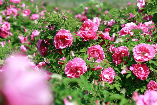 Roses in bloom on salt-alkaline land in Binhai district, Weifang