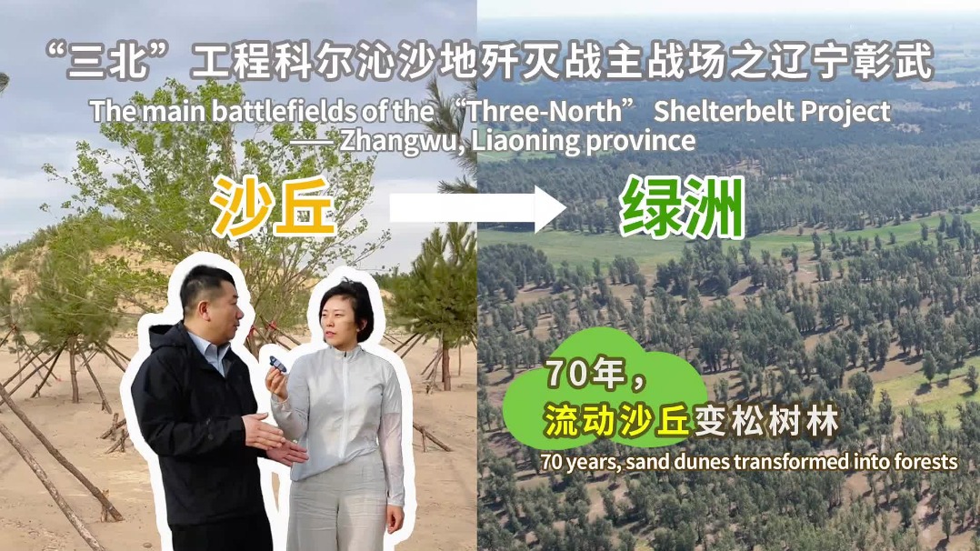 Liaoning's Zhangwu county turns desert into pine forests