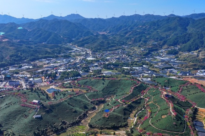 Tea industry goes digital, eco-friendly in east China