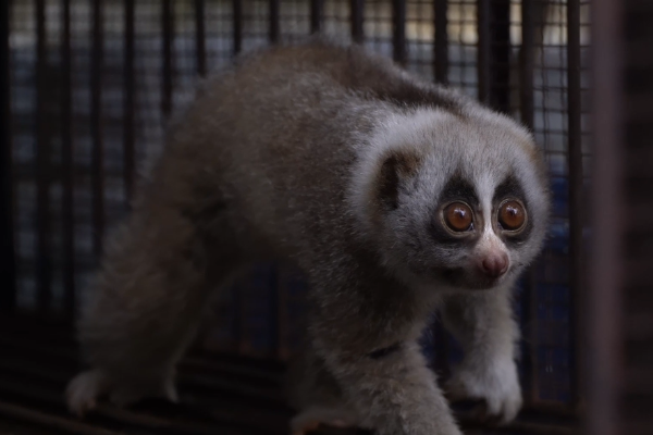 Loris rescued after nighttime intrusion into a Yunnan resident’s home