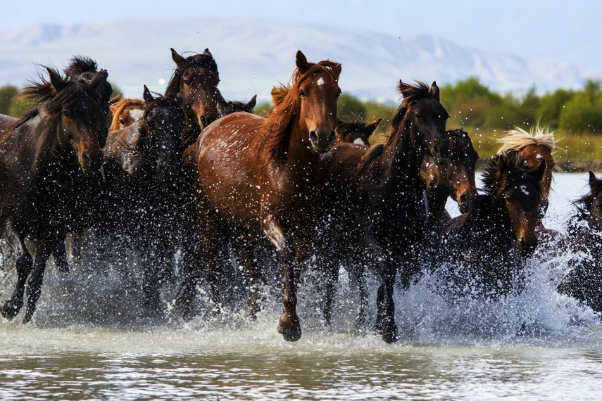 Festival gallops into 'home of horses'